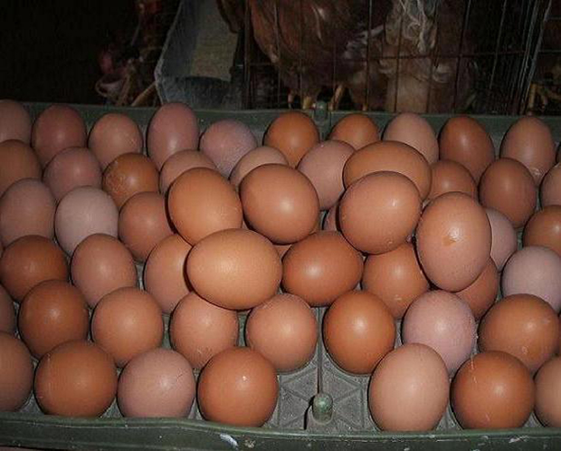  济南兴基饲料有限公司