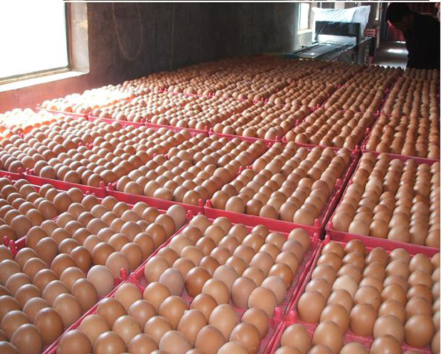  济南兴基饲料有限公司