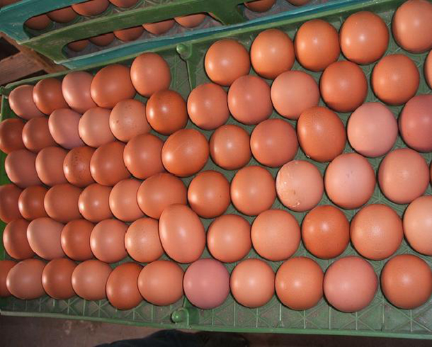  济南兴基饲料有限公司